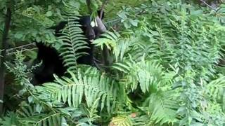 Black baby bear in Becket, MA