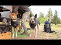 An Easy Going Nature Fix Mountain Side ​Camping Firebox Stove Cooking ​With Baby Pack Goats Dogs