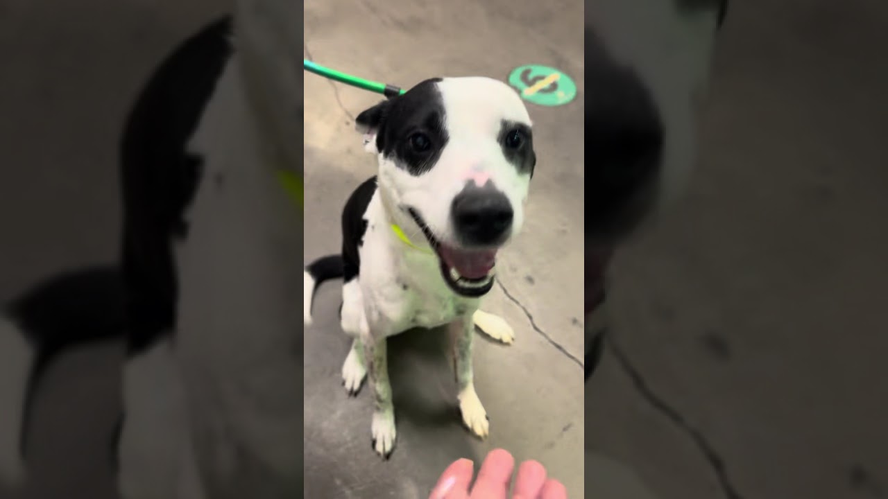Enlarge Quinn, a ADOPTABLE mixed breed in Encino, CA video 5/5