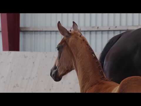 Oldenburger Stutfohlen vom Morricone