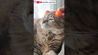 🇨🇦猫にヘッドマッサージしたら… #ねこ #にゃんこ #cat #headspa