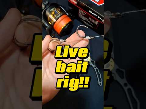 The Best 2-Hook Live Bait Rig! 🐟🎣