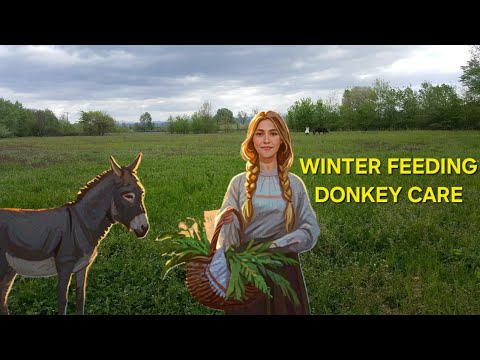 Feeding Donkeys and Horses After Winter  Farm Life in Greece