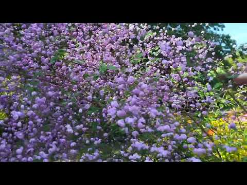 Purple Flowers_Hewitt's Double Chinese Meadow Rue_Thalictrum delavayi 'Hewitt's Double