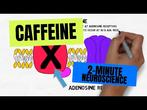2-Minute Neuroscience: Caffeine