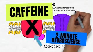 2-Minute Neuroscience: Caffeine