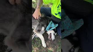 Video preview image #1 Siberian Husky-Unknown Mix Puppy For Sale in Rowlett, TX, USA