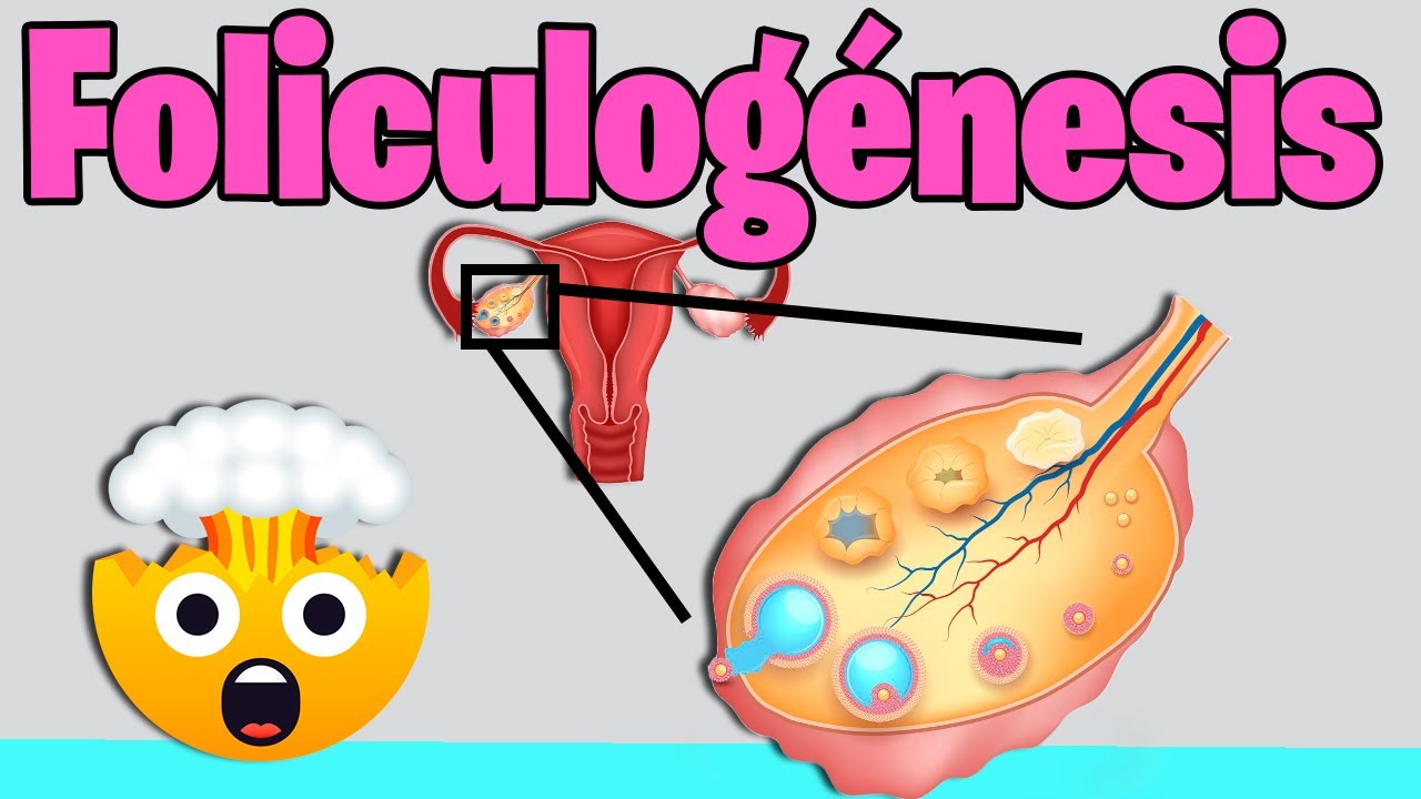 Foliculogenesis | Desarrollo folicular y Ovogénesis: ¿Cómo se forman los ovulos?