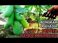 CARA MEMBUAT POHON PEPAYA PENDEK DAN  BERBUAH LEBAT