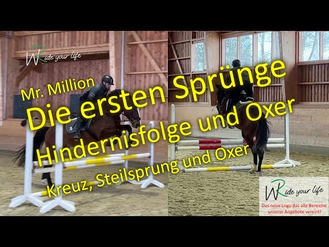 S15 Mr. Million- Springtraining Hindernisfolge und Oxer Training mit einem jungen Springpferd.