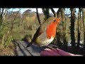 English Country Garden…No 2….Jimmie Rodgers ...