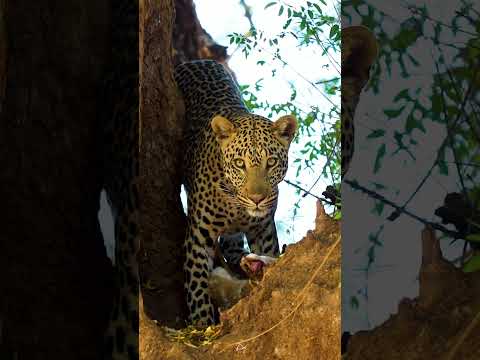 RETURN Africa - International Leopard Day