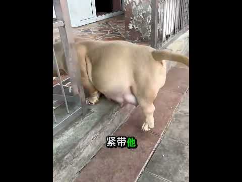 这只狗狗第一次当妈妈 😢😍