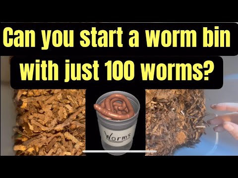 Can you start a worm bin with just 100 worms?