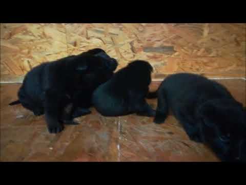 F-Wurf von Pike´s Spirit Tag 19 (13.08.2018)