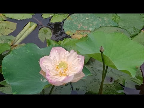 మన జీవితంలో అశుభం తొలగి శుభం కలగాలంటే??? SB 4.24.69  - HG మధురేష్ ప్రభువు