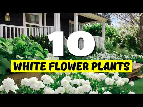 Top 10 BEST White Flower Plants for Your Home! 🌿✨