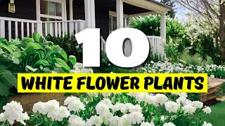 Download lagu Top 10 BEST White Flower Plants for Your Home! 🌿✨ mp3 Download lagu Top 10 BEST White Flower Plants for Your Home! 🌿✨ mp3