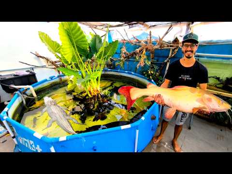 GANHEI UM PEIXE CARNÍVORO PREDADOR E COLOQUEI NA PISCINA DE MONSTROS