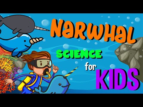Narwhal | Science for Kids