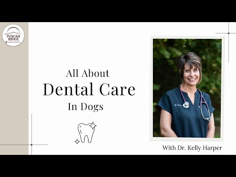 All About Dental Care in Dogs with Dr. Kelly Harper