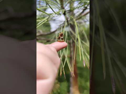 Transforming my tiny Mindthief in a strong Cragheart