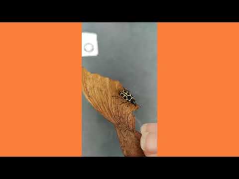 Mi 8 Lite Slow-Motion