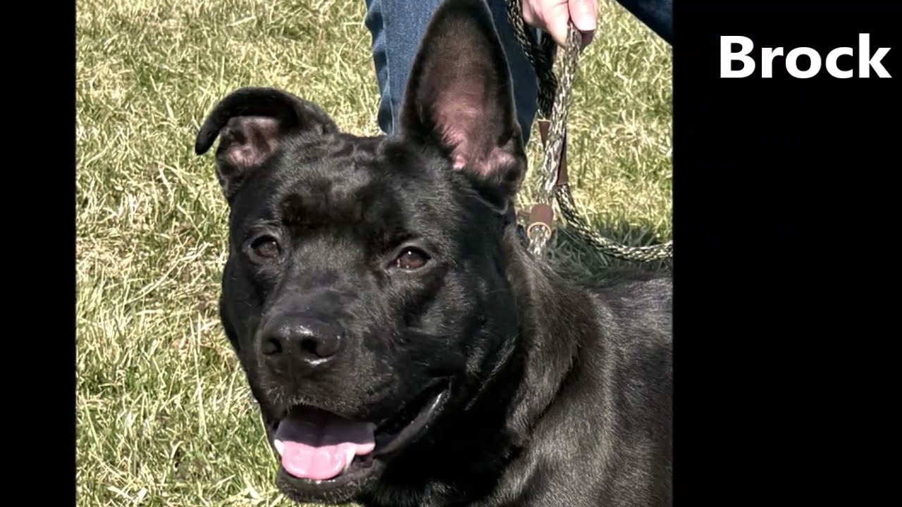 Enlarge Brock, a Adoptable Mixed Breed in Nashville, IN video 6/6
