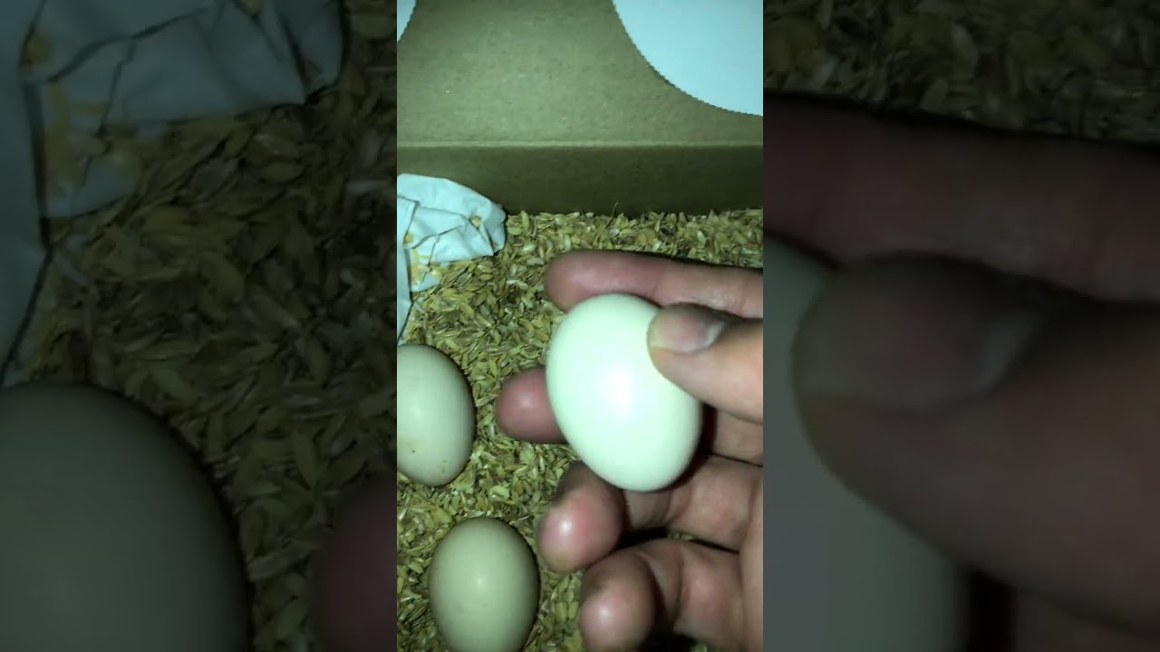 Cách gói và gửi không bể vỡ trứng ở Nhật #mypetdn #yamato #発送 #ヤマト #vanchuyen 