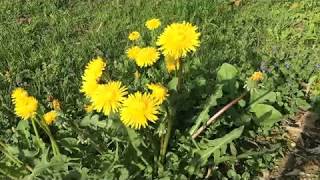 Time-lapse of Dandelions waking up