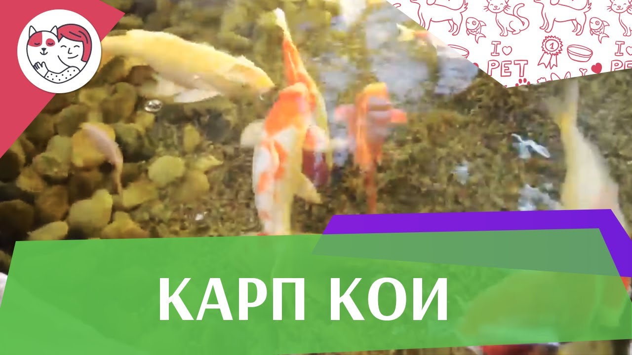 Карп кои Параметры на ilikepet