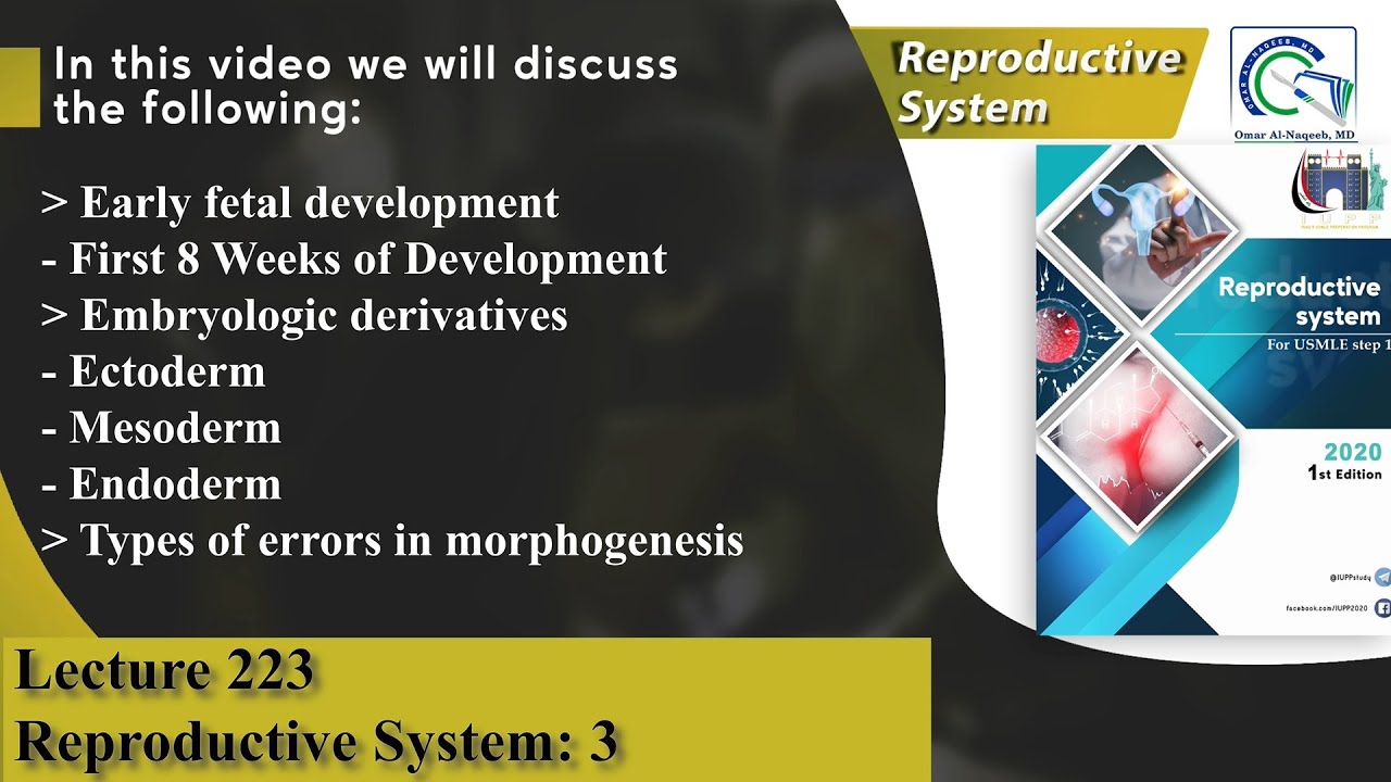 Early fetal development | Ectoderm | Mesoderm | Endoderm | Types of errors in morphogenesis