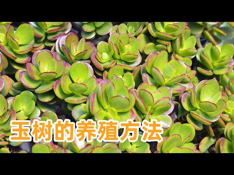 玉树风水