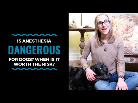 Is Anesthesia Dangerous for Dogs? When is it Worth the Risk? Vlog 103