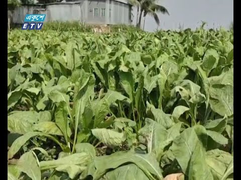 শীতের আগাম সবজির দর বেশি থাকায় লাভবান রাজবাড়ীর চাষীরা