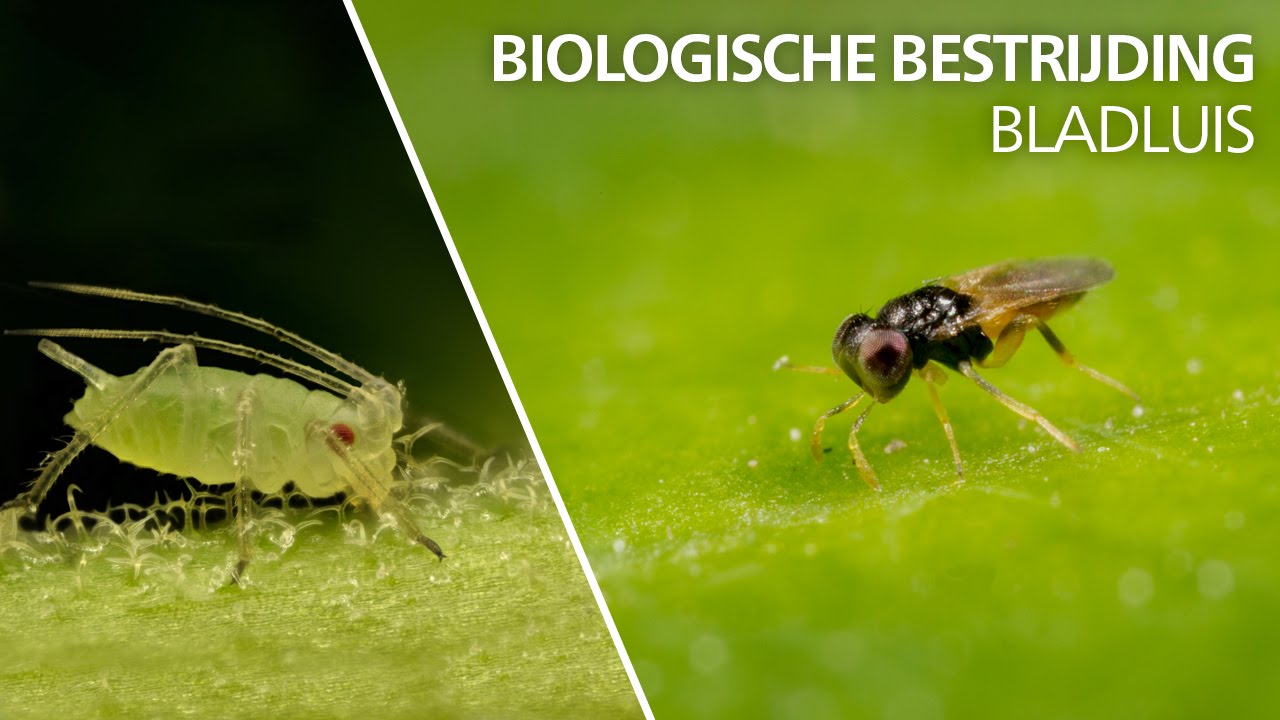 Video preview poster