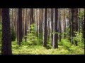 George Winston: Forest - (Full Album)