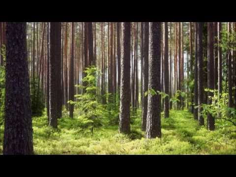 George Winston: Forest - (Full Album)