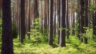 George Winston: Forest - (Full Album)