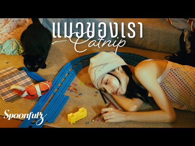 แมวของเรา