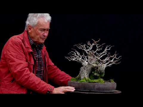 SandevBonsai - 2018. Bonsai sessions with Walter Pall/Part 9