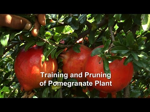 download lagu mp3 mp4 Pruning Pomegranate, download lagu Pruning Pomegranate gratis, unduh video klip Pruning Pomegranate