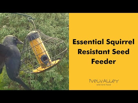 Essential Squirrel Resistant Seed Feeder | Bird Feeding