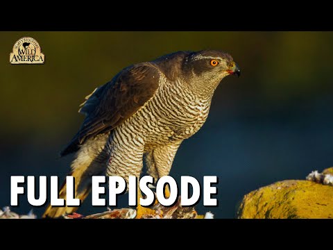 Wild America | S9 E2 'The Grouse and the Goshawk' | Full Episode | FANGS