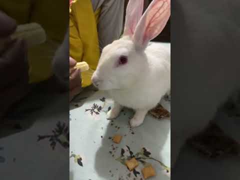 Bunny Screaming Live 😘❤️