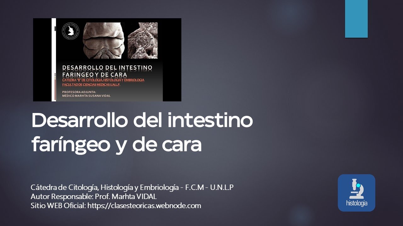 DESARROLLO DEL INTESTINO FARINGEO Y DE CARA