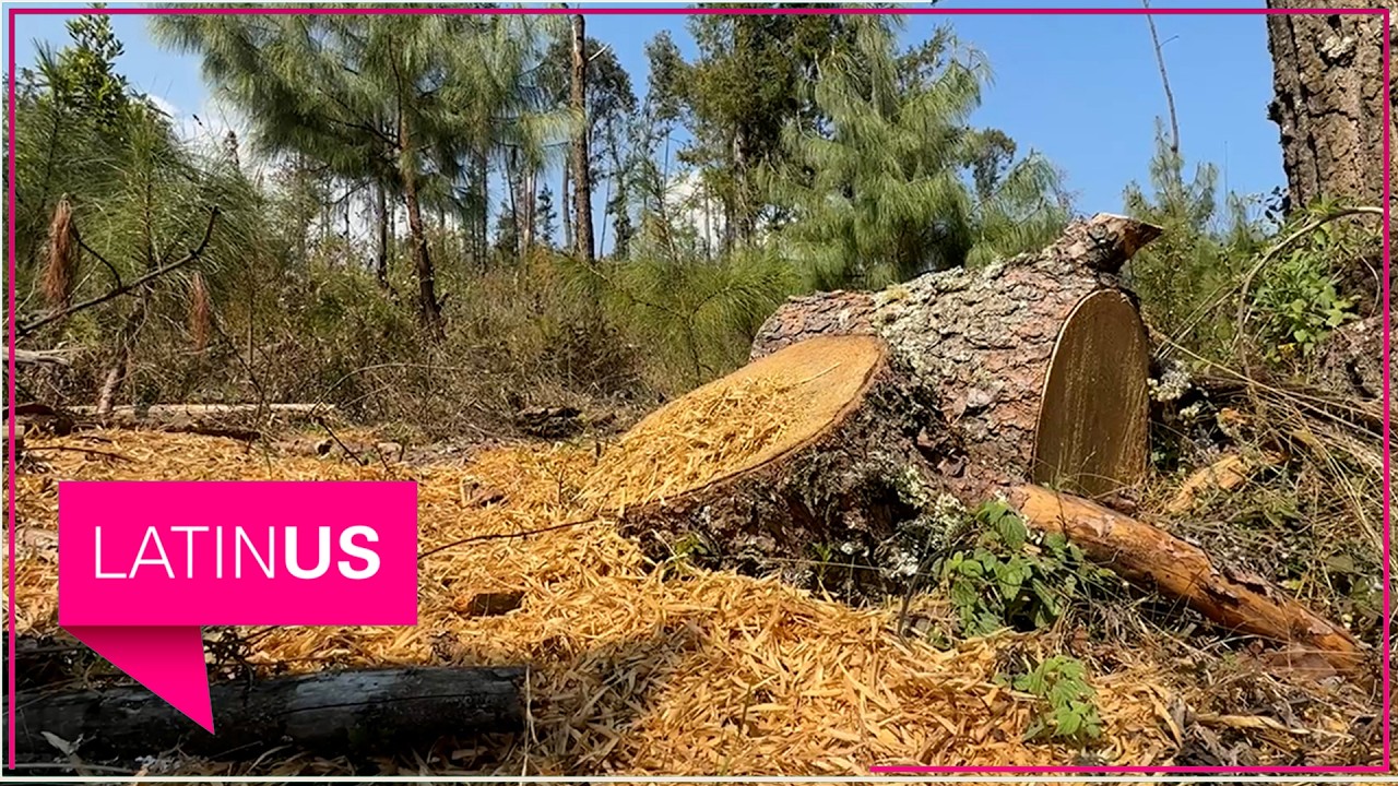 Bosque de Agua bajo amenaza: la tala ilegal avanza sin freno a un año del acuerdo de tres gobiernos