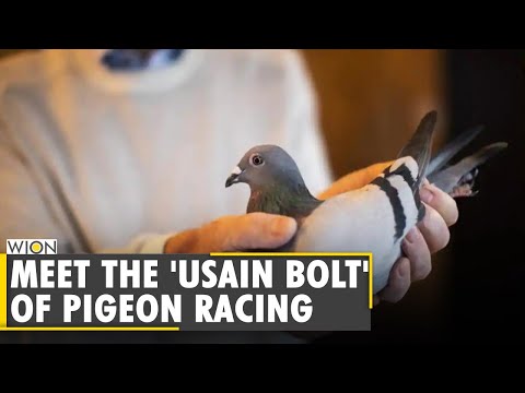 , title : 'Pigeon racing enthusiasts fly high, trained for long-distance races | China | World News'
