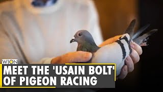 Pigeon racing enthusiasts fly high, trained for long-distance races | China | World News
