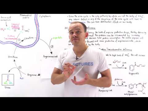 Defects in Urea Cycle and Hyperammonemia